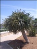 Luqa Airport palm tree